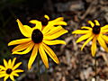 Rudbeckia hirta IMG_0977 Rudbekia owłosiona